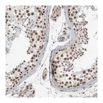 Merck Anti-DDX42 antibody produced in rabbit