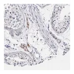 Merck Anti-CATSPERD antibody produced in rabbit