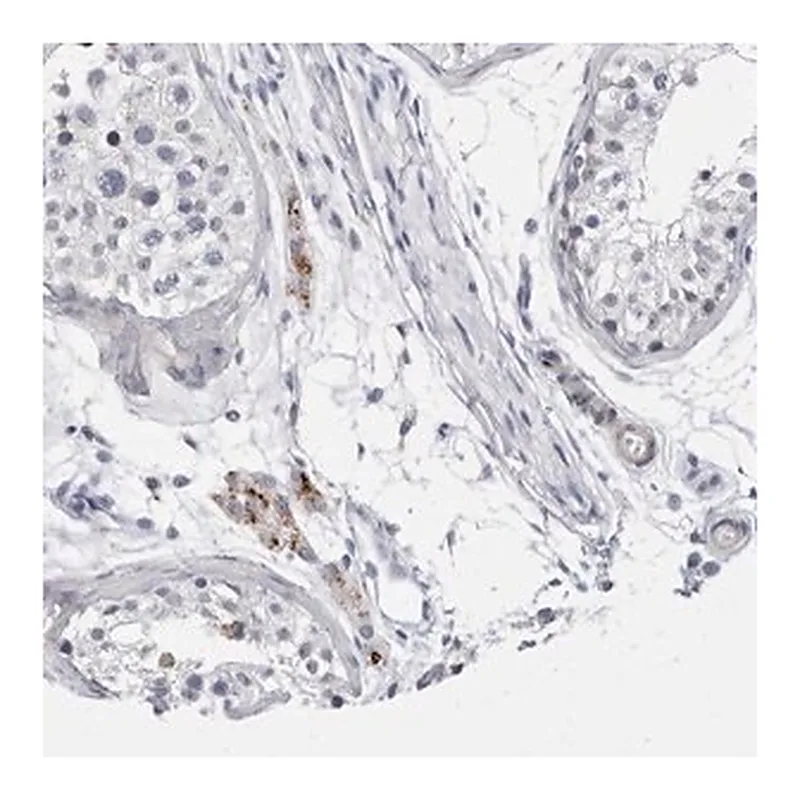 Merck Anti-CATSPERD antibody produced in rabbit