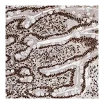 Merck Anti-NCL antibody produced in rabbit