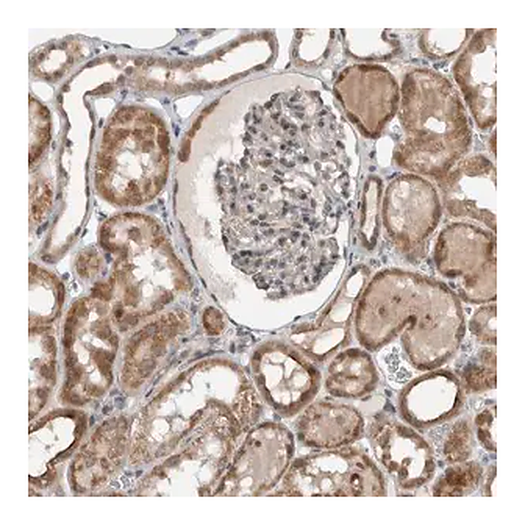 Merck Anti-GBA2 antibody produced in rabbit