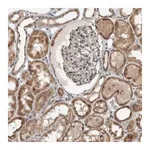 Merck Anti-GBA2 antibody produced in rabbit
