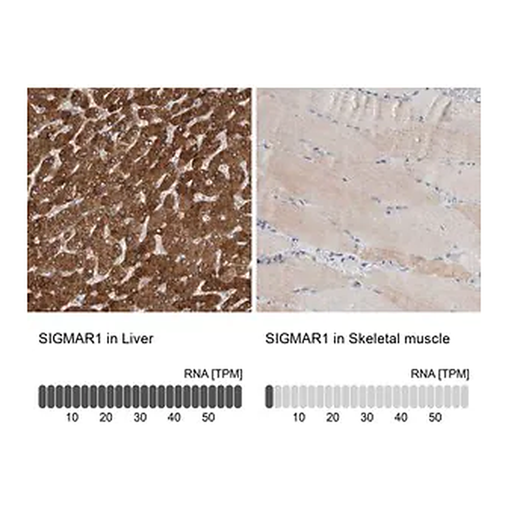 Merck Anti-SIGMAR1 antibody produced in rabbit