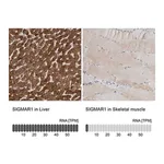 Merck Anti-SIGMAR1 antibody produced in rabbit