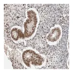 Merck Anti-PUS7 antibody produced in rabbit