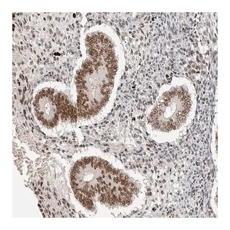 Merck Anti-PUS7 antibody produced in rabbit