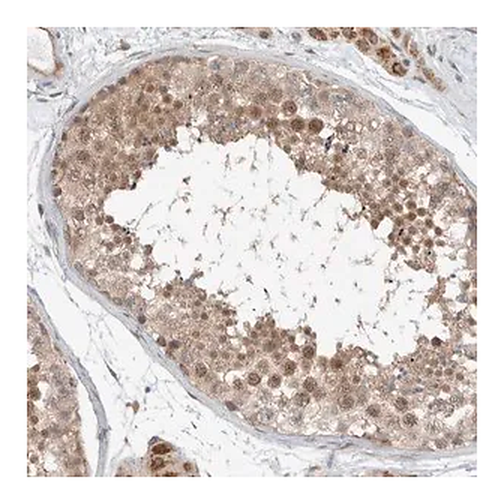 Merck Anti-RERE antibody produced in rabbit