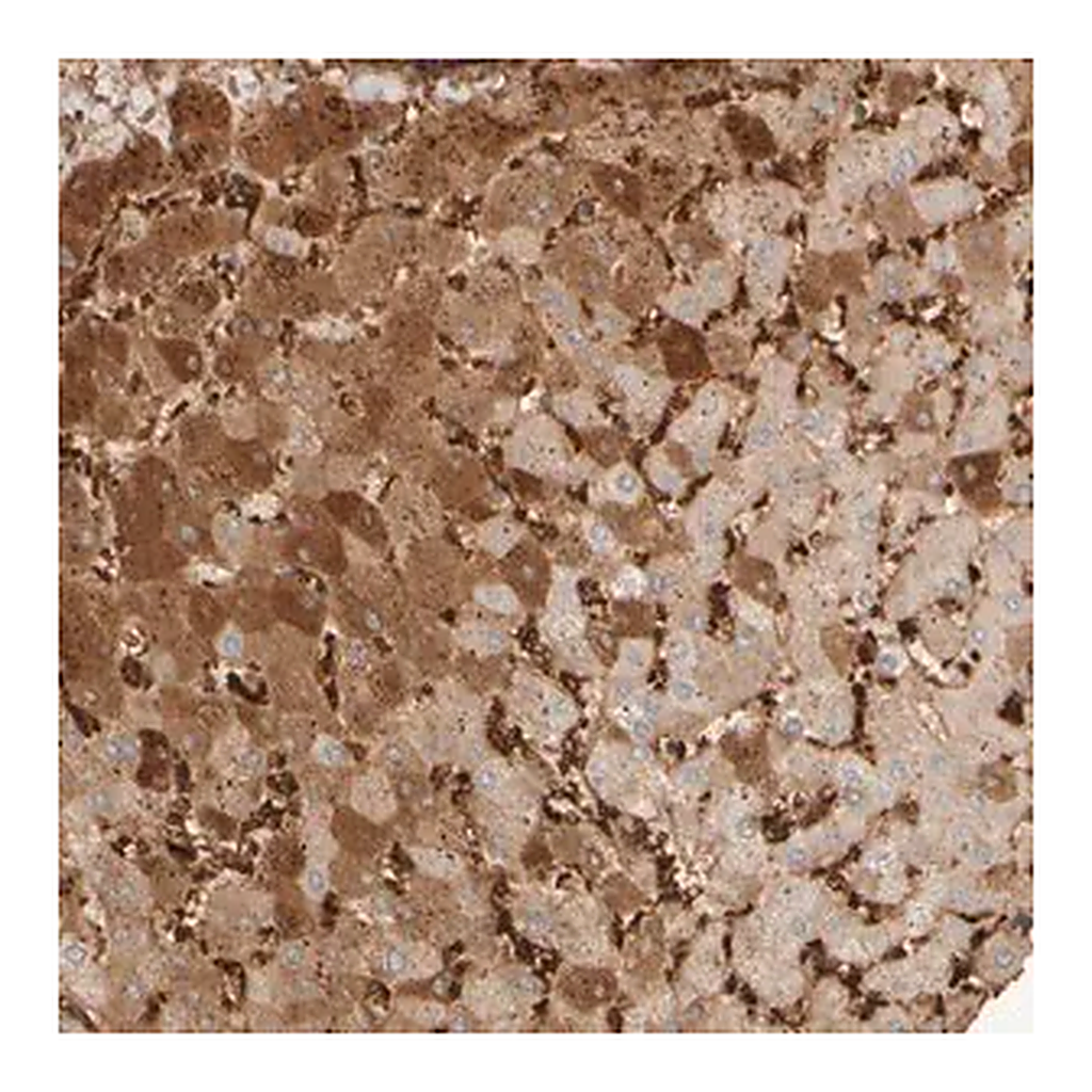 Merck Anti-MST1 antibody produced in rabbit