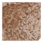 Merck Anti-MST1 antibody produced in rabbit