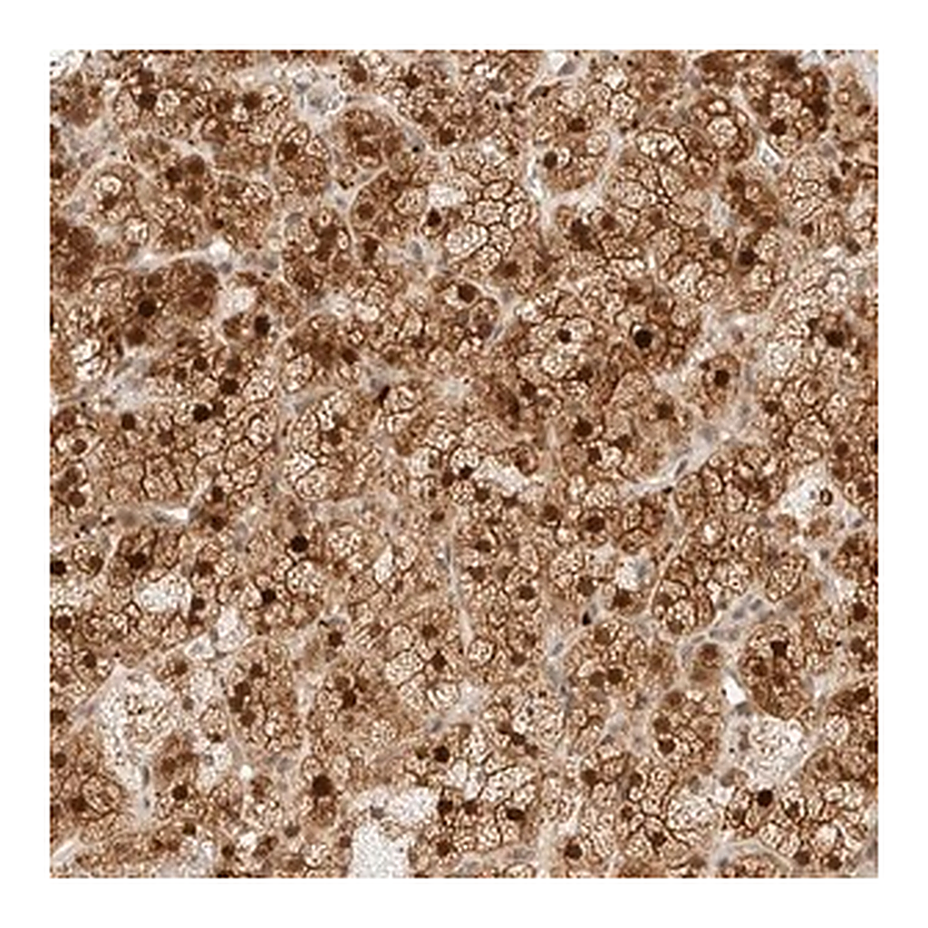 Merck Anti-KIFAP3 antibody produced in rabbit