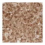 Merck Anti-KIFAP3 antibody produced in rabbit