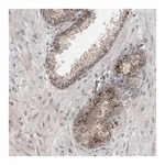 Merck Anti-DAP3 antibody produced in rabbit