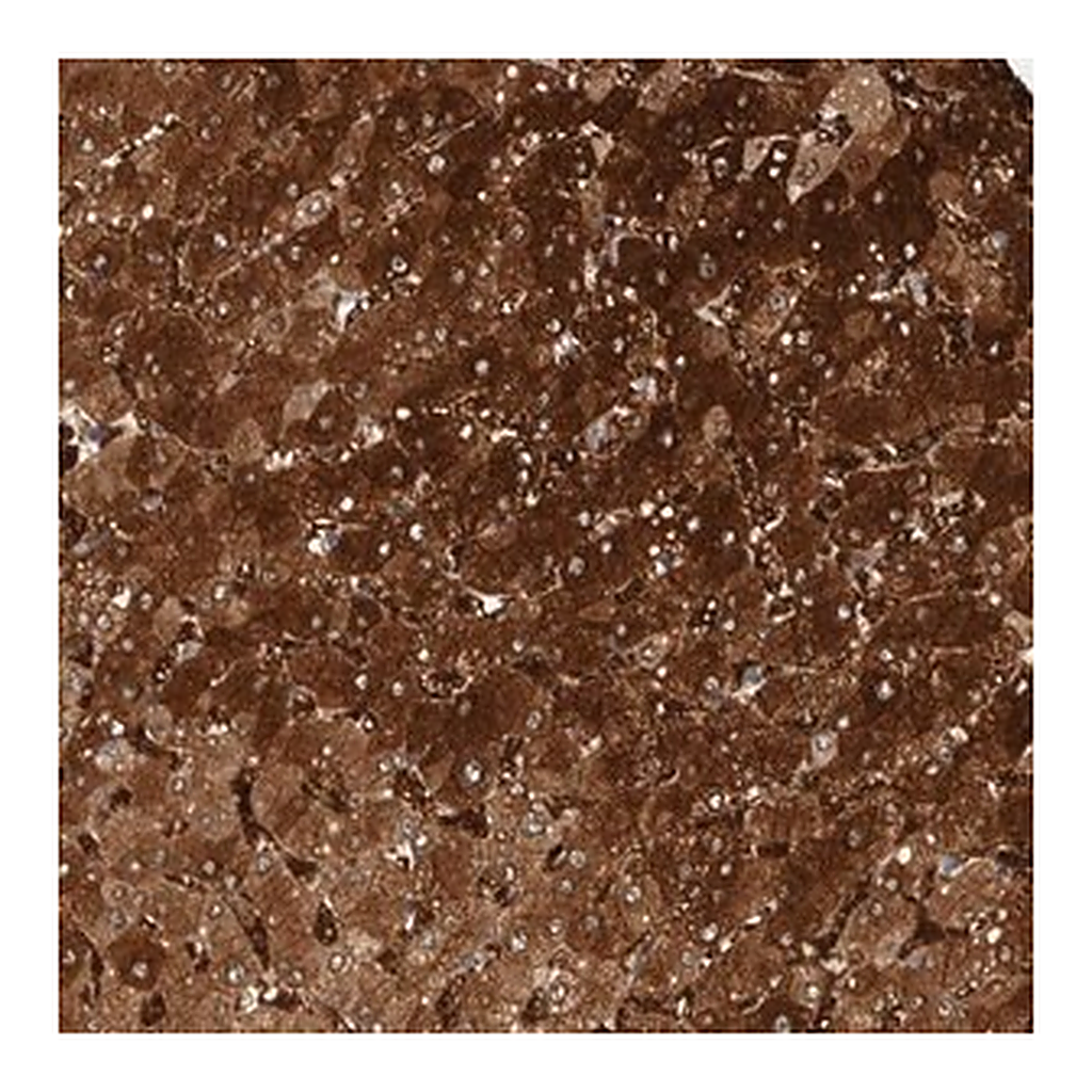 Merck Anti-ZNF862 antibody produced in rabbit