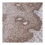 Merck Anti-CWC27 antibody produced in rabbit