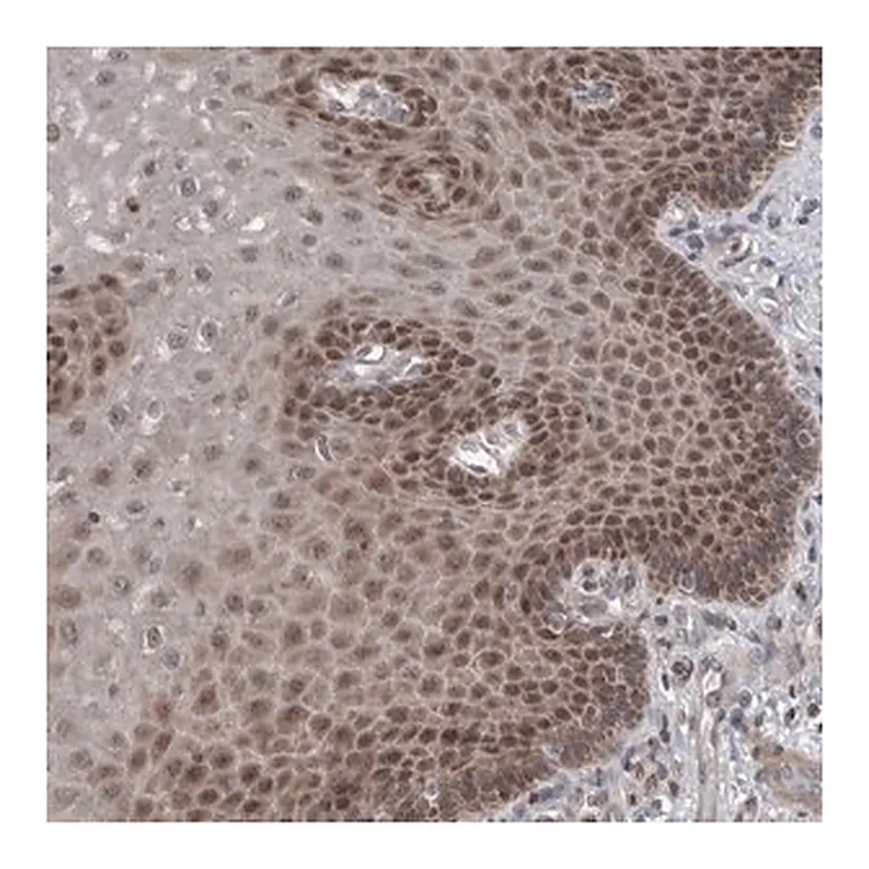 Merck Anti-CWC27 antibody produced in rabbit