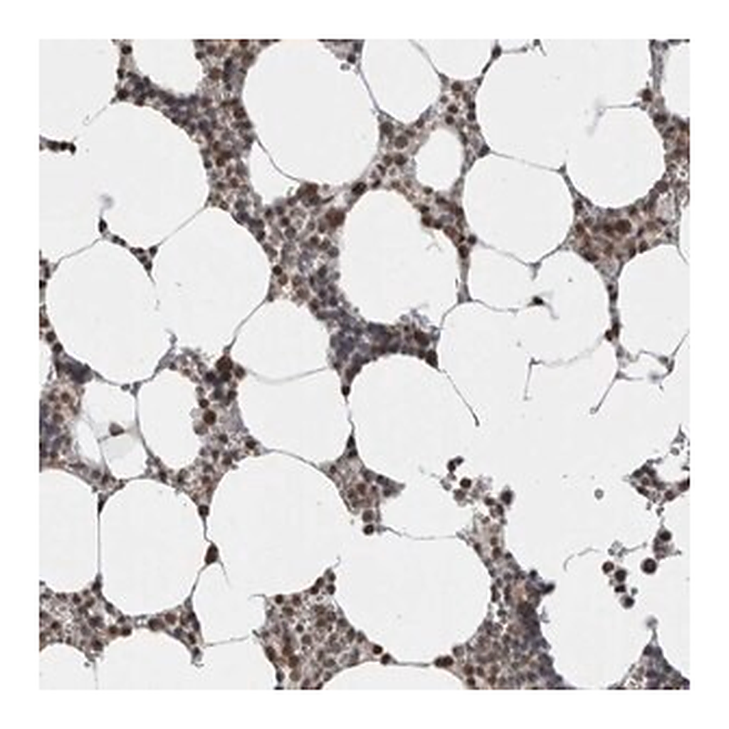 Merck Anti-ZBTB11 antibody produced in rabbit