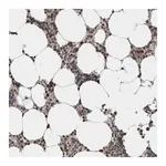 Merck Anti-ZBTB11 antibody produced in rabbit