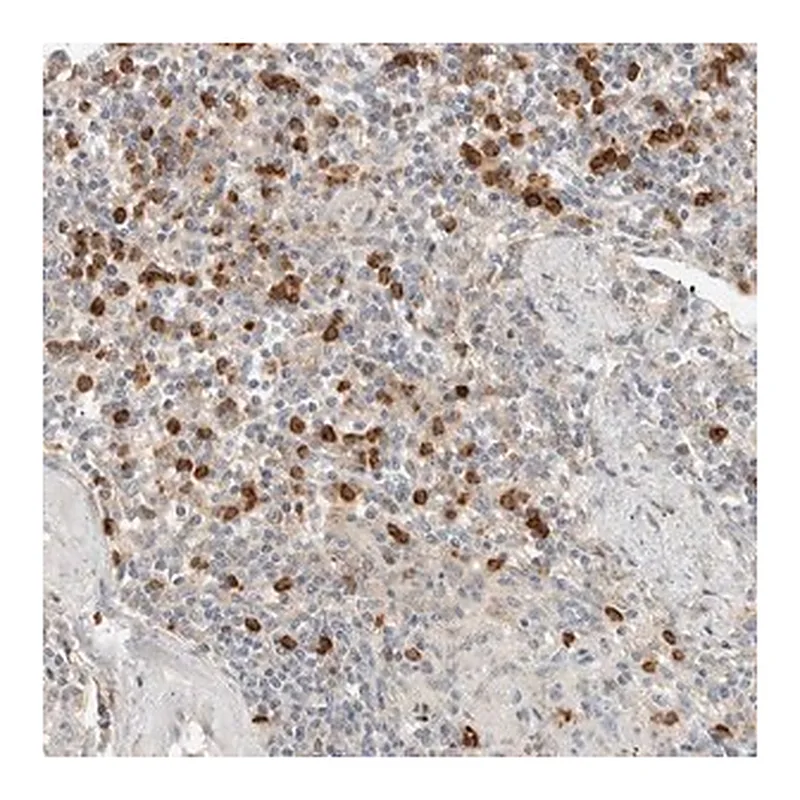 Merck Anti-CCDC171 antibody produced in rabbit
