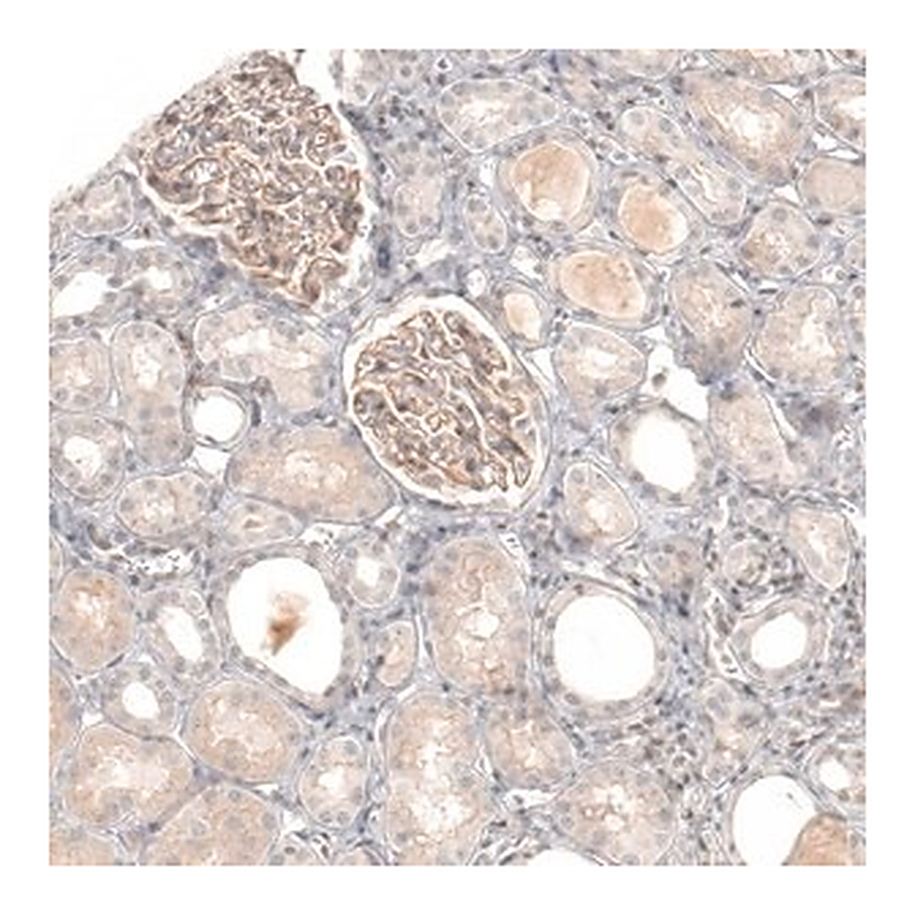 Merck Anti-NCR3LG1 antibody produced in rabbit