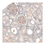Merck Anti-NCR3LG1 antibody produced in rabbit
