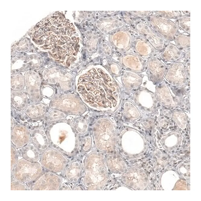 Merck Anti-NCR3LG1 antibody produced in rabbit