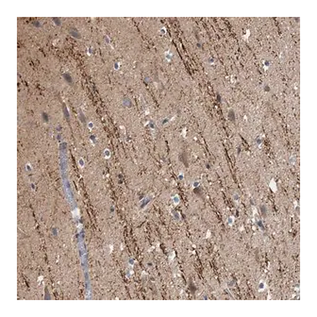 Merck Anti-CAMSAP1 antibody produced in rabbit