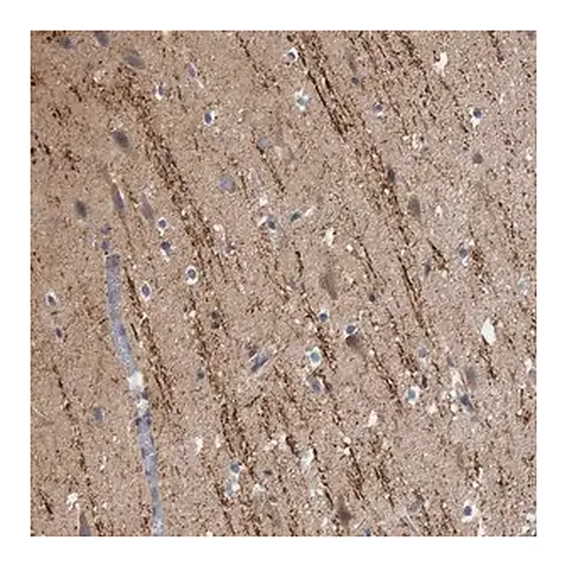 Merck Anti-CAMSAP1 antibody produced in rabbit