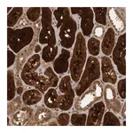 Merck Anti-ACO1 antibody produced in rabbit