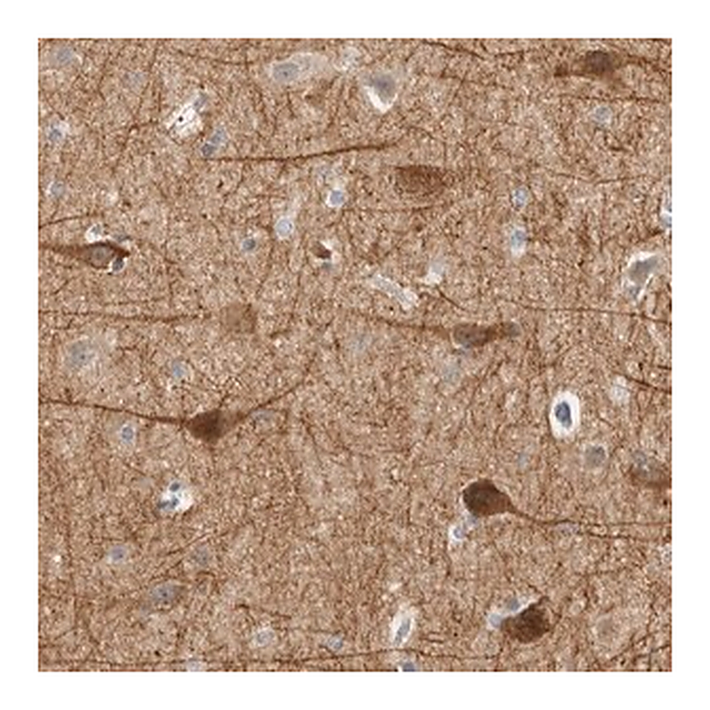 Merck Anti-DCAF10 antibody produced in rabbit