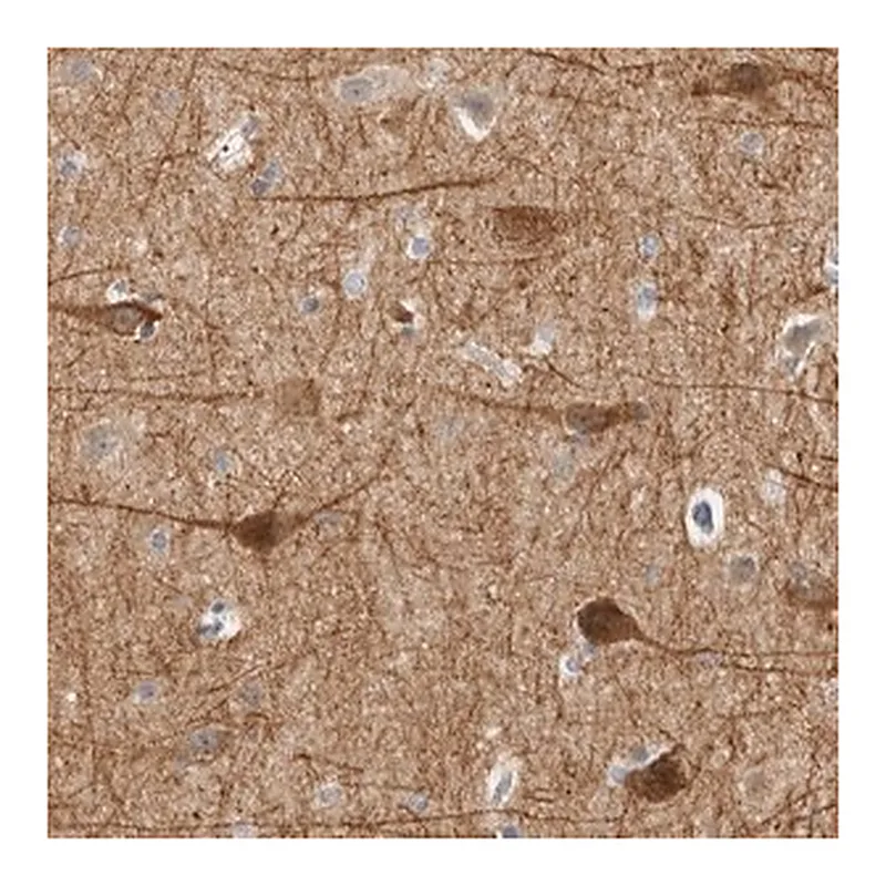 Merck Anti-DCAF10 antibody produced in rabbit