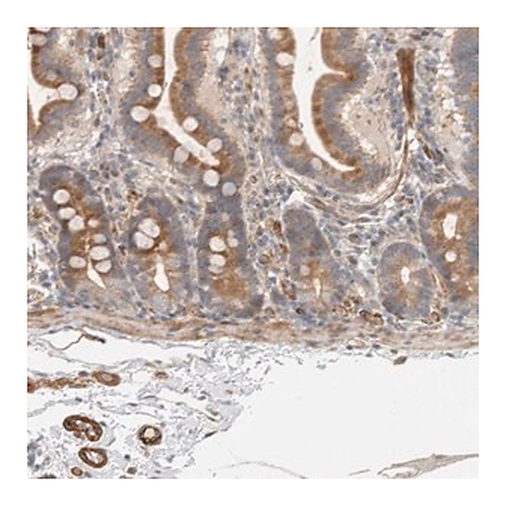 Merck Anti-SIPA1L2 antibody produced in rabbit