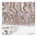 Merck Anti-SIPA1L2 antibody produced in rabbit
