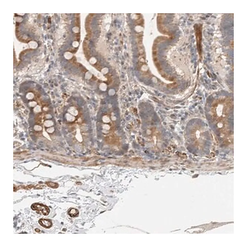 Merck Anti-SIPA1L2 antibody produced in rabbit