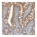 Merck Anti-TRIT1 antibody produced in rabbit