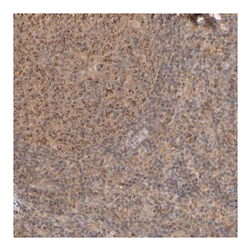 Merck Anti-EIF2B3 antibody produced in rabbit