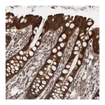 Merck Anti-RIOK3 antibody produced in rabbit