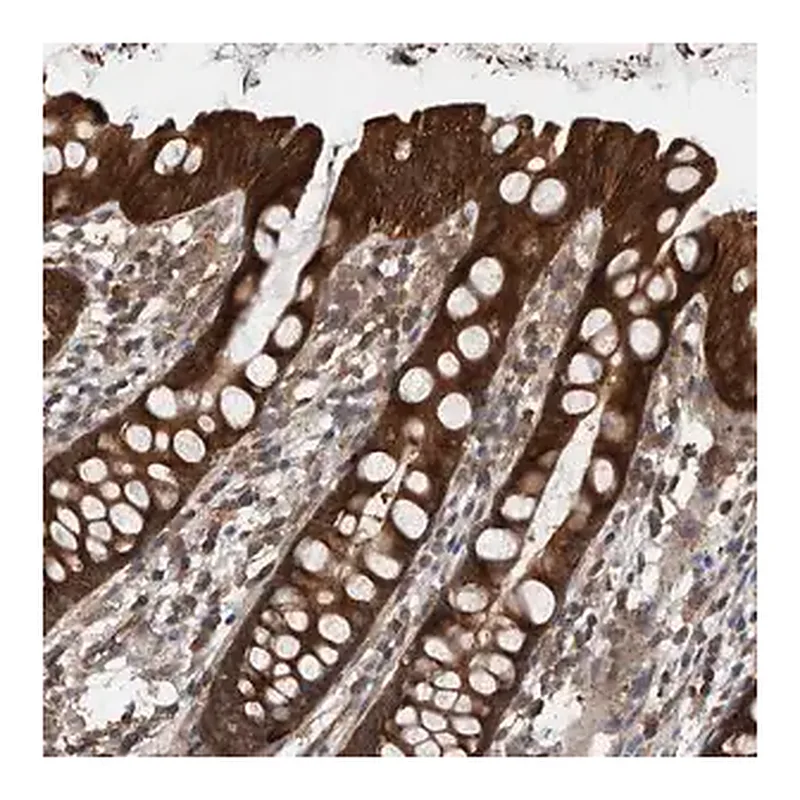Merck Anti-RIOK3 antibody produced in rabbit
