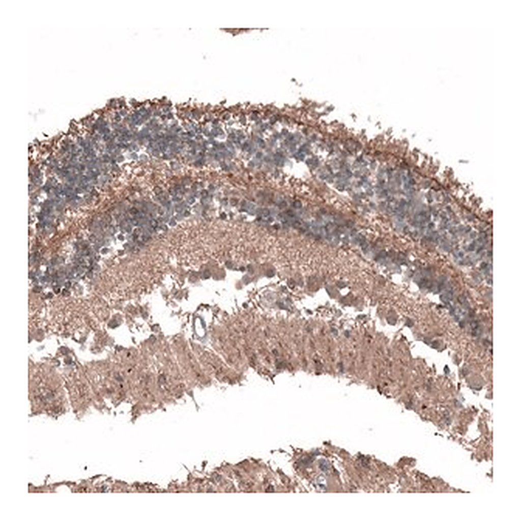 Merck Anti-C8orf37 antibody produced in rabbit
