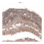 Merck Anti-C8orf37 antibody produced in rabbit