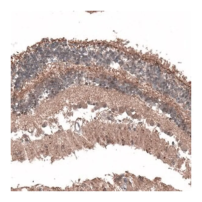 Merck Anti-C8orf37 antibody produced in rabbit
