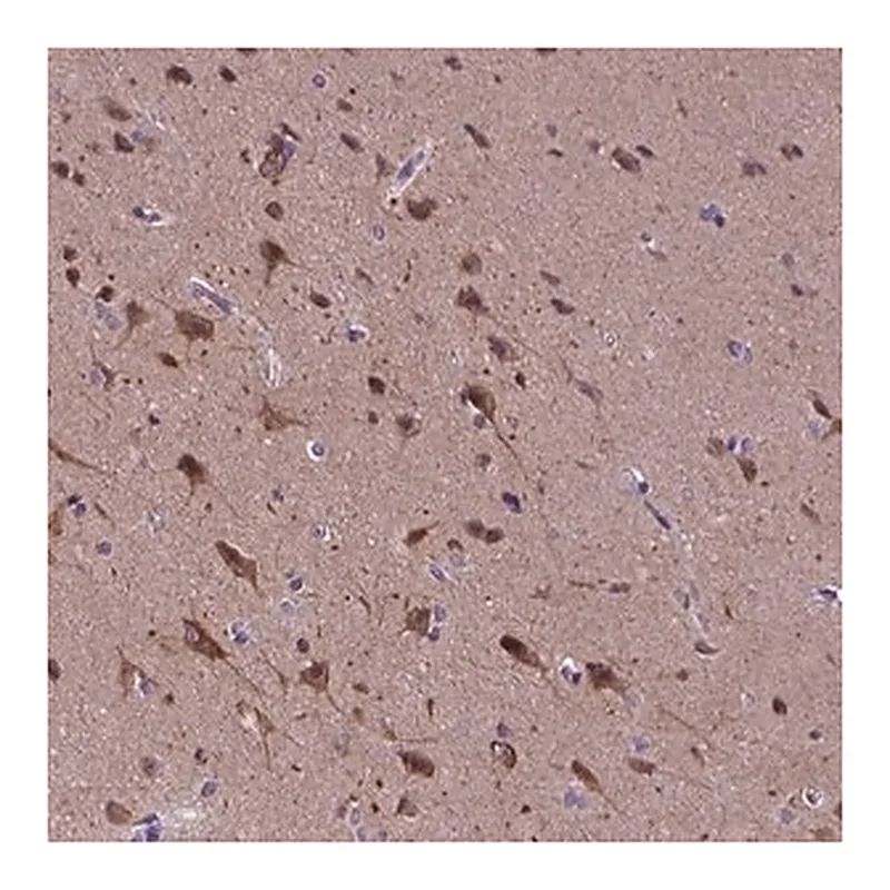 Merck Anti-KIAA1107 antibody produced in rabbit