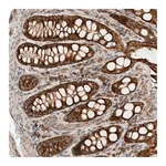 Merck Anti-EIF2B3 antibody produced in rabbit