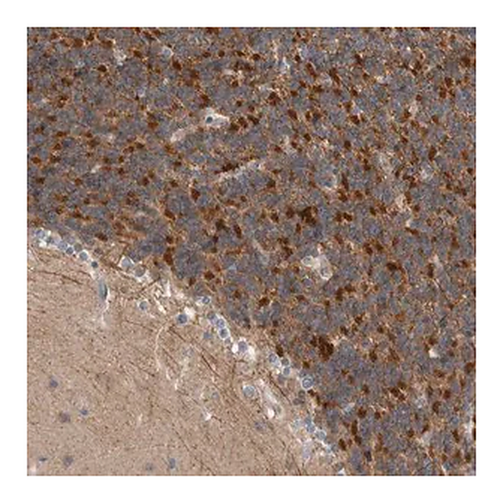 Merck Anti-KCNJ3 antibody produced in rabbit