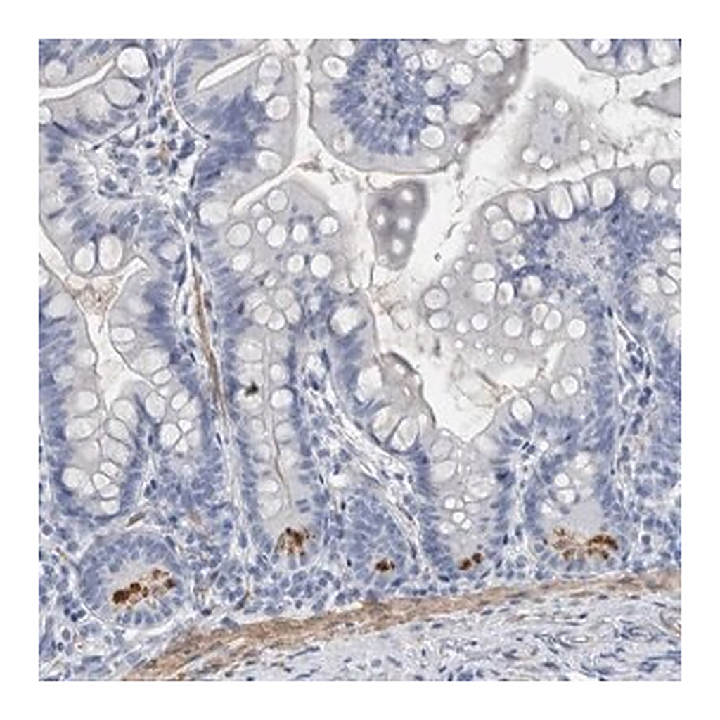 Merck Anti-BPIFB1 antibody produced in rabbit