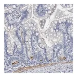 Merck Anti-BPIFB1 antibody produced in rabbit