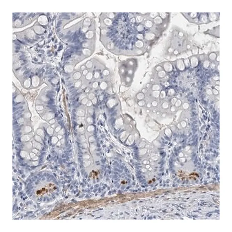 Merck Anti-BPIFB1 antibody produced in rabbit