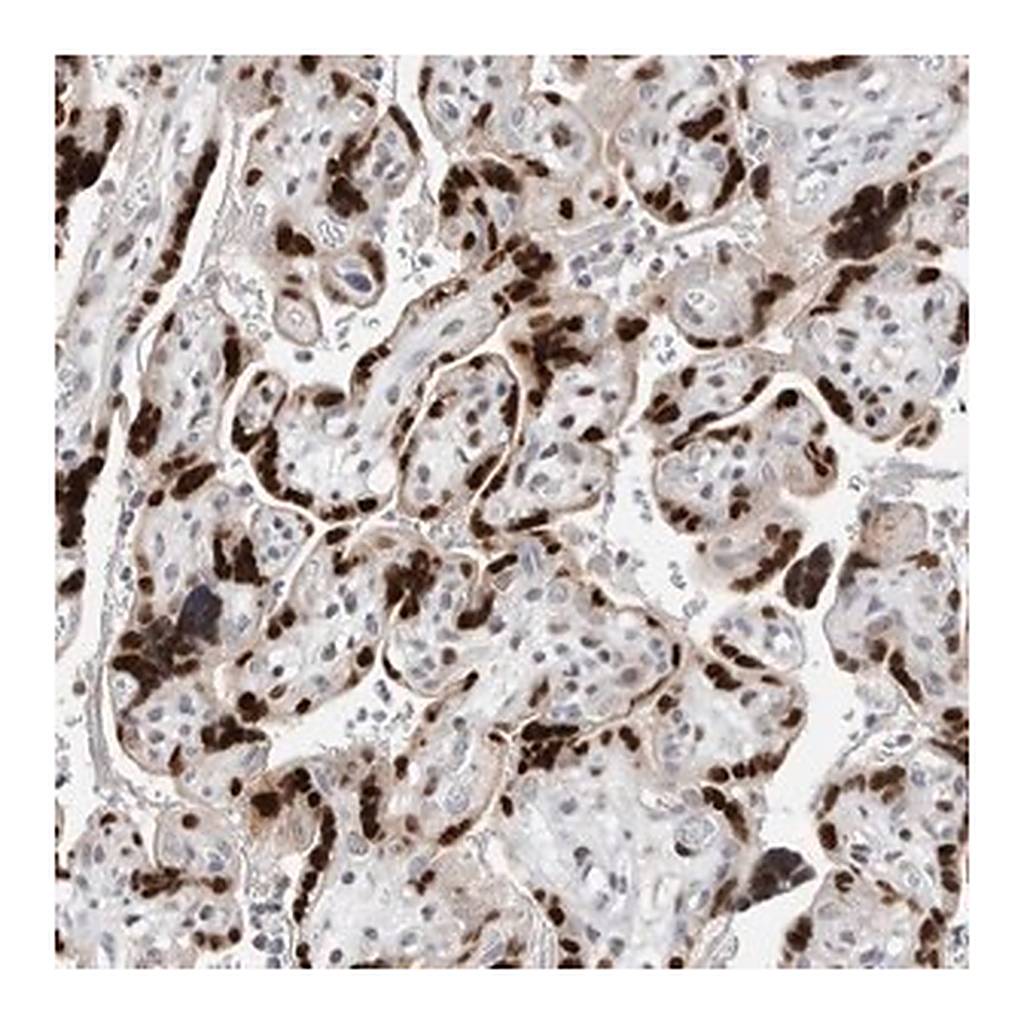 Merck Anti-ZNF703 antibody produced in rabbit