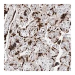 Merck Anti-ZNF703 antibody produced in rabbit