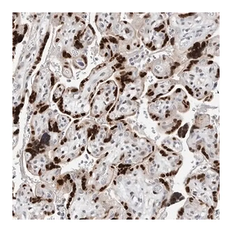 Merck Anti-ZNF703 antibody produced in rabbit