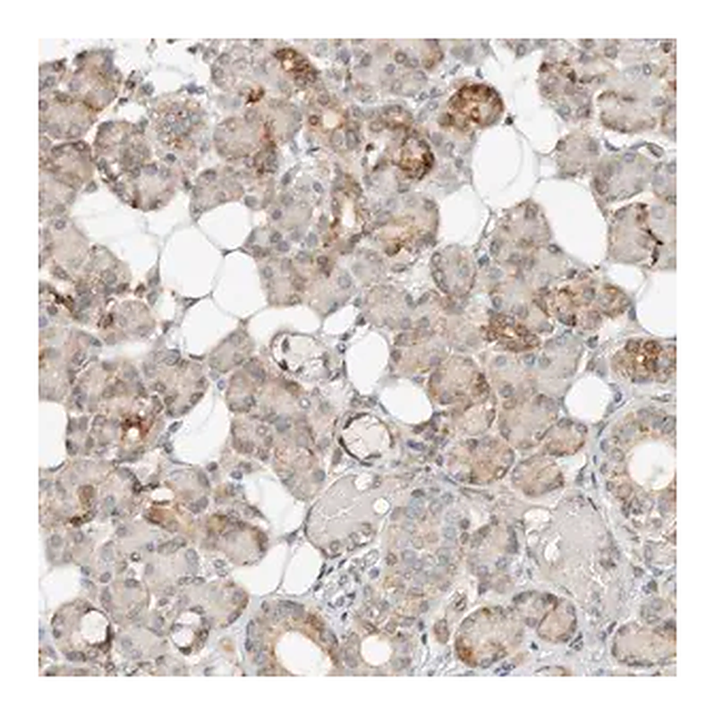 Merck Anti-CCDC129 antibody produced in rabbit
